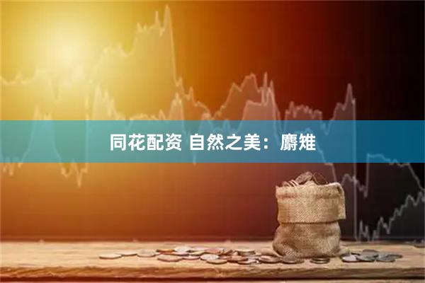 同花配资 自然之美：麝雉
