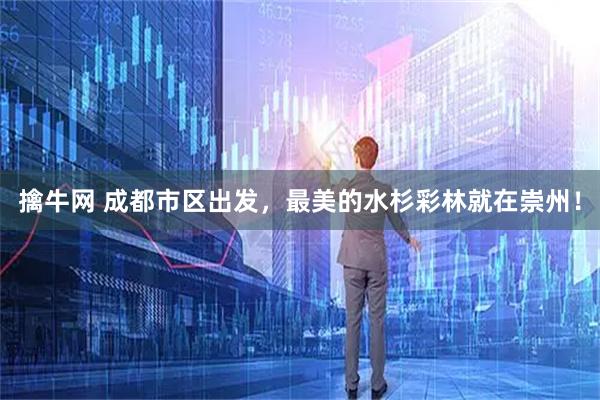 擒牛网 成都市区出发，最美的水杉彩林就在崇州！